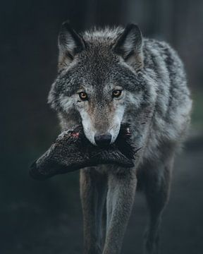 Wolf mit Beute von Glenn Slabbinck