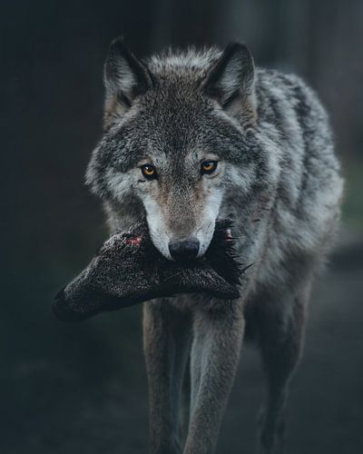 wolf with prey