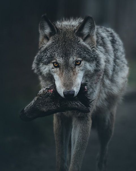 Wolf mit Beute von Glenn Slabbinck