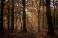 Herbstliche Strahlen auf der Bredelaan