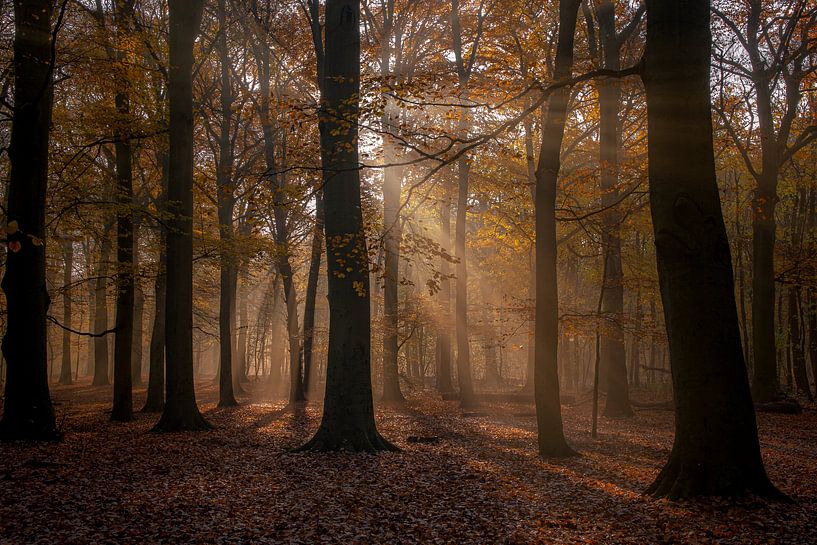 Autumn beams on the bredelaan by peterheinspictures