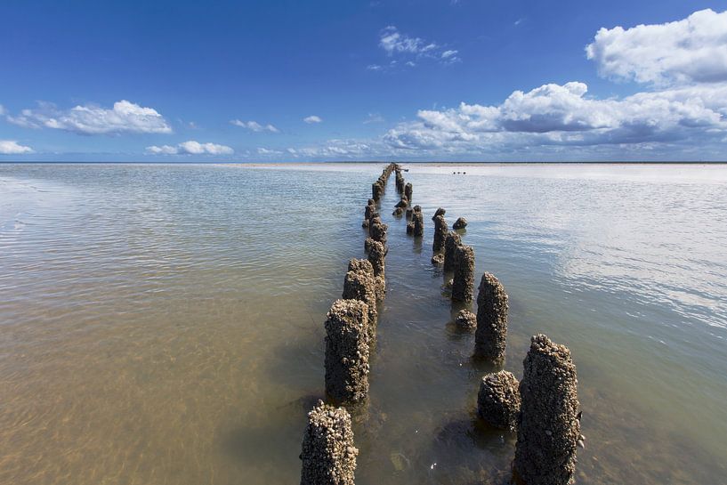 Wadden Sea near Paesens, Moddergat, Netherlands. by AGAMI Photo Agency