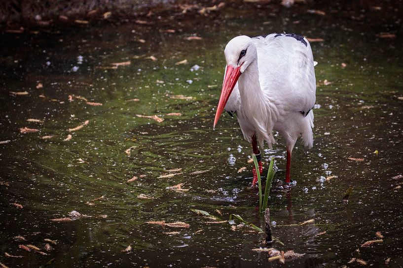 Stork by Rob Boon