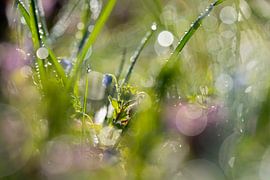 Verborgener Moment im Morgentau von Anselm Ziegler Photography