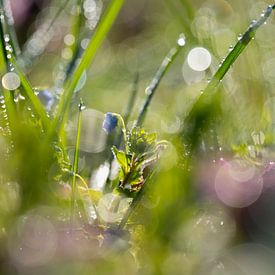 Verborgen moment in de ochtenddauw van Anselm Ziegler Photography