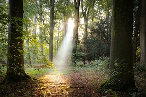 A sunbeam shines though the forest of Amelisweerd sur Arthur Puls Photography