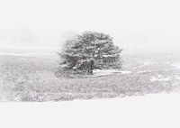 Snowstorm