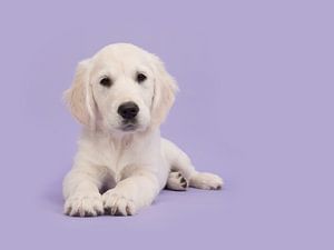 Golden retriever puppy in het paars / Cute golden retriever puppy lying on the floor facing the came