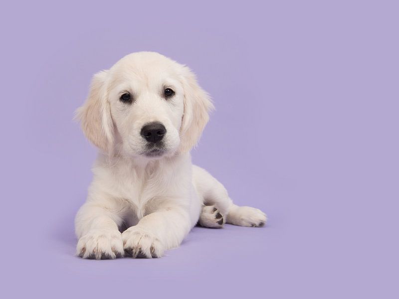 Golden retriever puppy in het paars / Cute golden retriever puppy lying on the floor facing the came von Elles Rijsdijk
