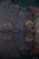 Herbst im Wald
