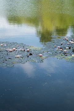 Seerosen und Spiegelung im Teich 2