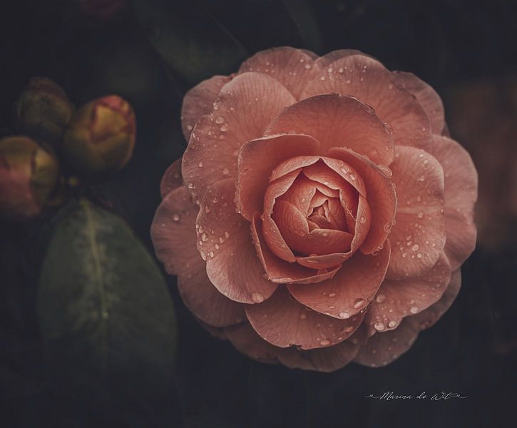 Katja by Marina de Wit