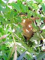 Rode kater in de tuin