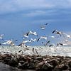 Les mouettes de la mer Baltique sur Inge Heathfield