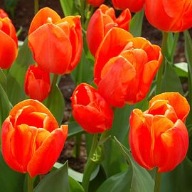 Tulp by Martin Beekwilder