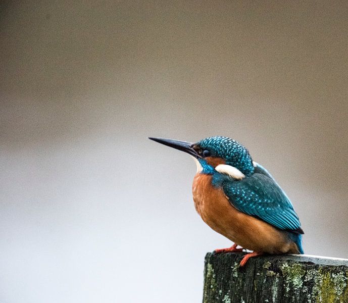 ijsvogel by Tinus Tibbe