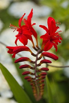 Crocosmia Lucifer in bloei van Kristian Oosterveen