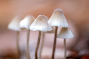Champignons