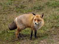 Le renard