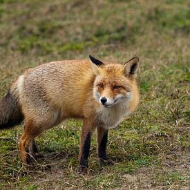 Le renard sur P van Beek