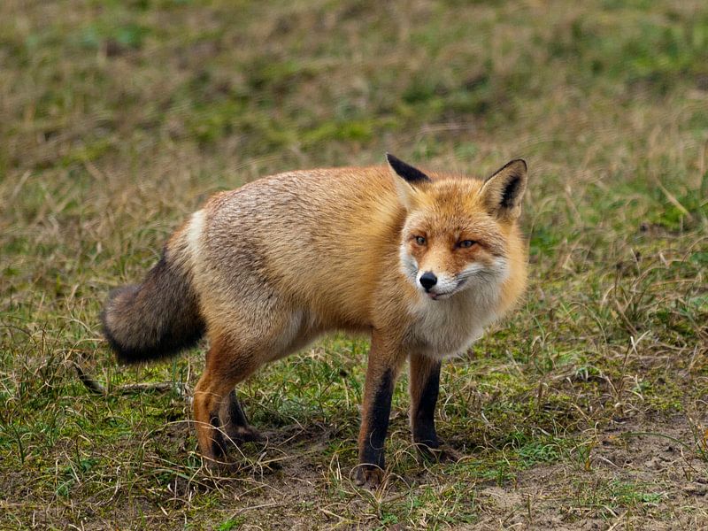 The Foxe in the AWD by P van Beek