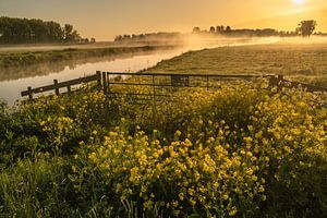 Wunderschöne wilde gelbe Blumen auf einem Grasfeld in den Niederlanden bei Sonnenaufgang