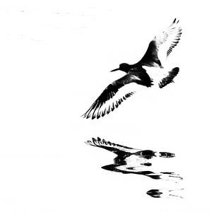Scholekster in de vlucht boven het water (vierkant) van Fotografie Jeronimo