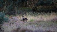 Die schwarzen Hirsche im Moor
