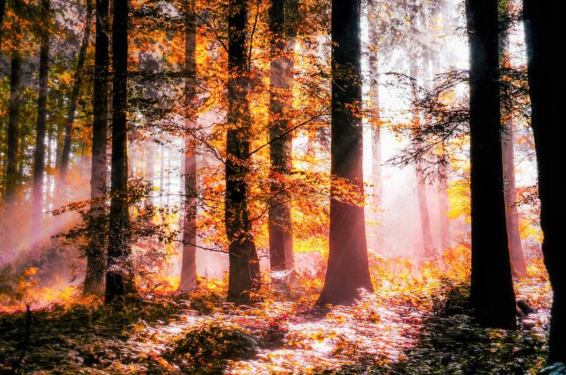 Forêt d'or par Nicc Koch
