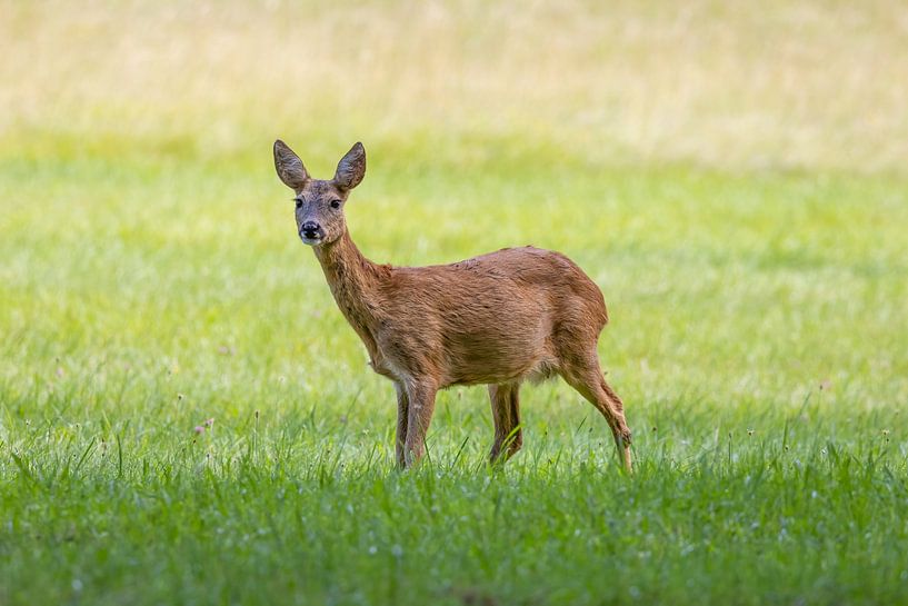 Reh in der Wiese von Teresa Bauer