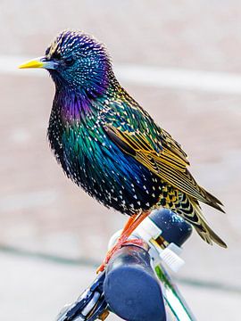 starling by Fotografie Arthur van Leeuwen