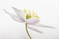 Nemorosa**