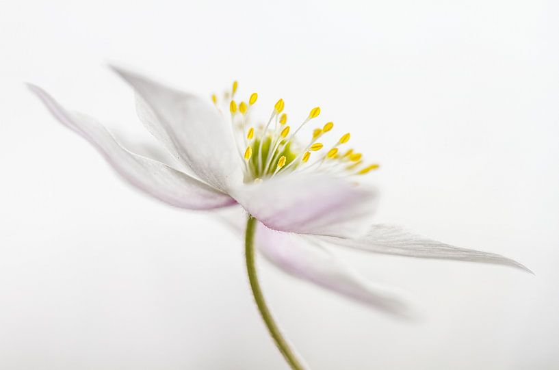 Nemorosa** by Mandy Disher
