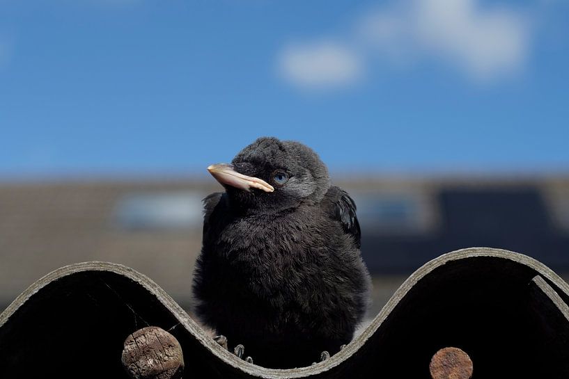 Jonge kauw van jan van de ven