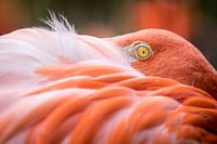 Mooi roze is niet lelijk