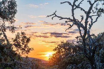 Coucher de soleil Parc national de Monfrague Extremadura Espagne sur Lex van Doorn