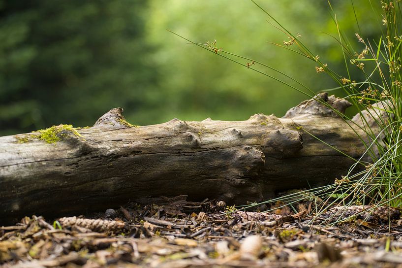 silent trunk by Stobbe; stiltegrafie
