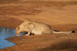 Une lionne dans la lumière du soir