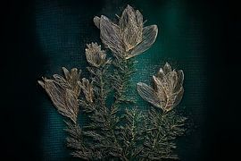 Lignes botaniques dorées sur Thea