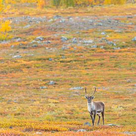 Un renne près du parc national d'Abisko, dans l'automne coloré de la Laponie. sur Jiri Viehmann