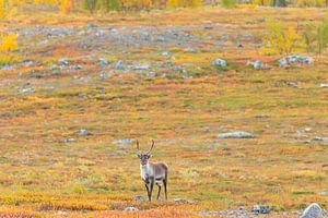 Rentier beim Abisko Nationalpark im farbenfrohen Herbst Lapplands.
