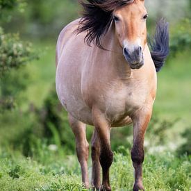 Wildpferd mit wilder Mähne von Daniela Beyer