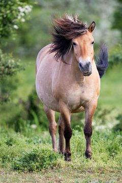 Wild horse with a wild mane