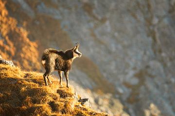 Chamois in the Alps by Dieter Meyrl