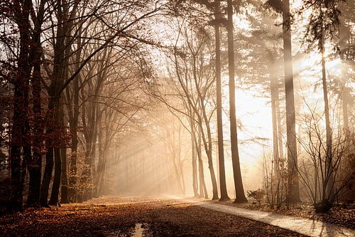 Winterliche Sonnenstrahlen