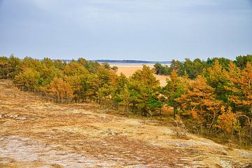 Blåvand Dünen Landschaft in Dänemark an der Nordsee von Martin Köbsch