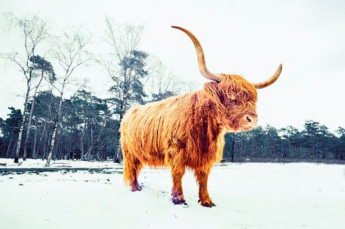 Schotse Hooglander in de sneeuw tijdens de winter in een bos