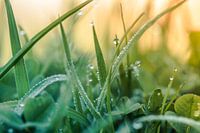 Dewdrops sur l'herbe
