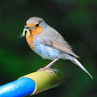 Robin