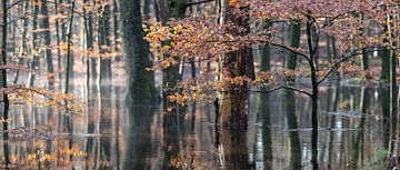 Overstroomd herfst bos op de Veluwe! van Peter Haastrecht, van